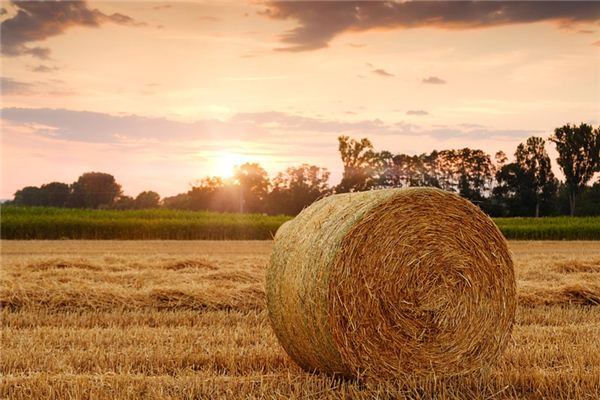 梦见稻草是什么意思 梦见稻草是什么意思