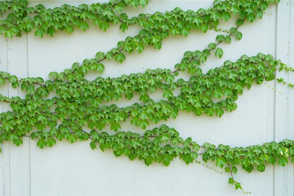 梦见攀援植物是什么意思 梦见攀援植物是什么意思