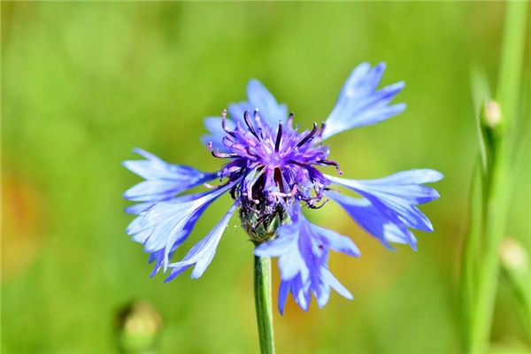 梦见矢车菊是什么意思 梦见矢车菊是什么意思