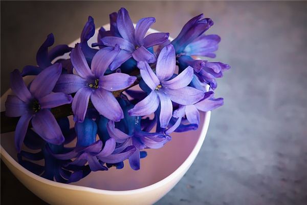 梦见风信子是什么意思 梦见风信子是什么意思