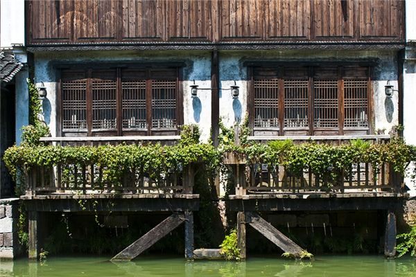 梦见常青藤是什么意思 梦见常青藤是什么意思