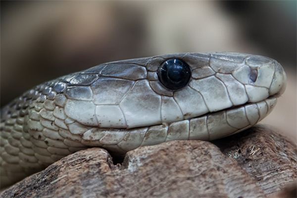 梦见打死蛇 梦见打死蛇
