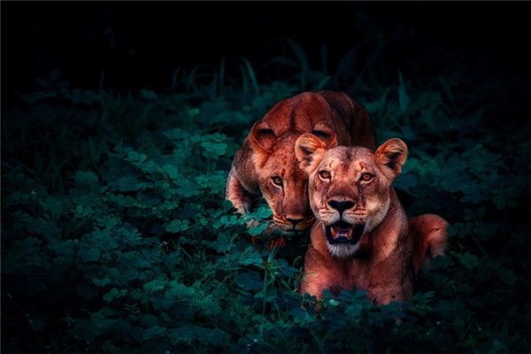 梦见躲避野兽是什么意思 梦见躲避野兽是什么意思