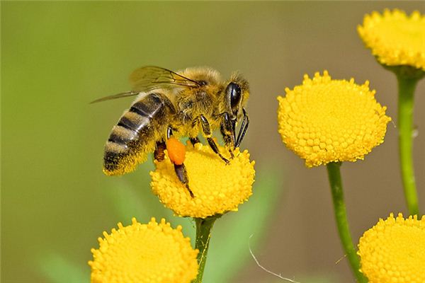 梦见被蜜蜂蛰