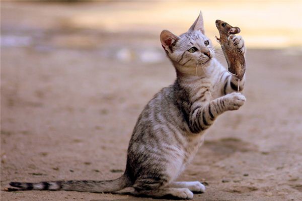 梦见猫捉老鼠是什么预兆 梦见猫捉老鼠是什么预兆