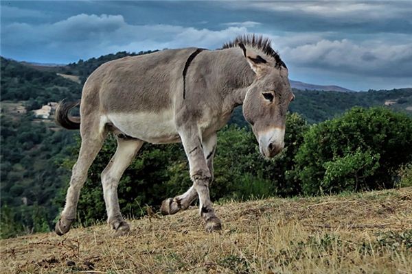 梦见驴叫是什么意思 梦见驴叫是什么意思