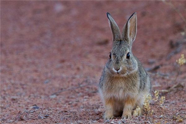 梦见野兔是什么意思 梦见野兔是什么意思