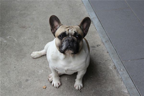 梦见哈巴狗是什么意思 梦见哈巴狗是什么意思