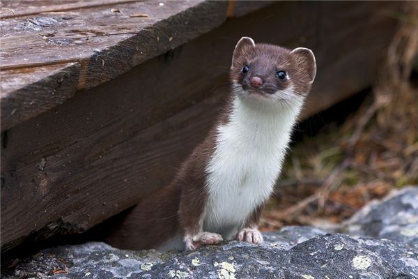 梦见鼬鼠是什么意思 梦见鼬鼠是什么意思