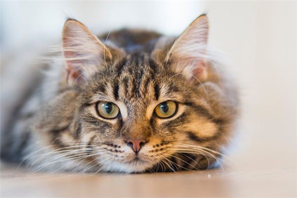 梦见杀猫 梦见杀猫