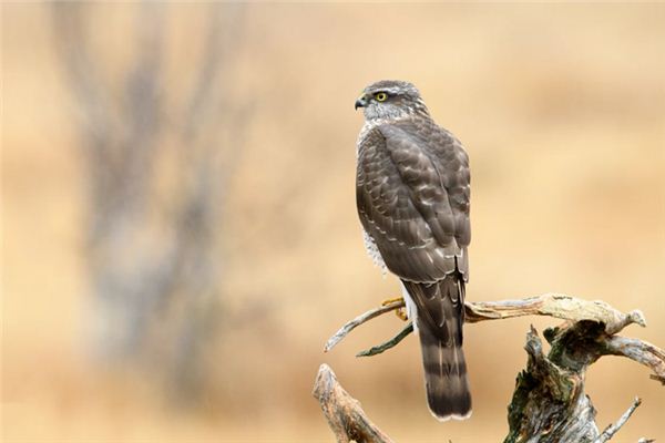 梦见鹞子是什么意思 梦见鹞子是什么意思