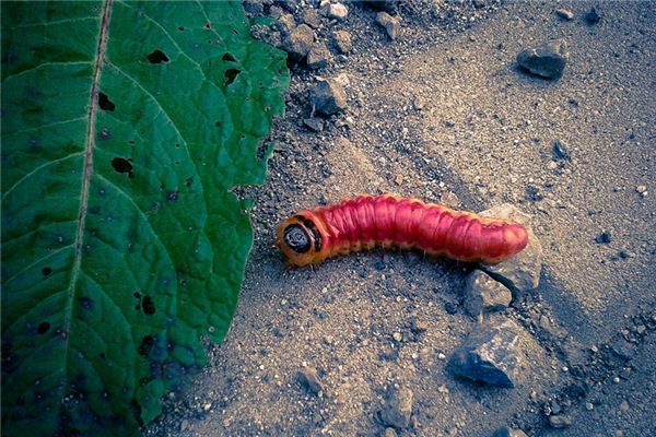 梦见红虫是什么意思 梦见红虫是什么意思