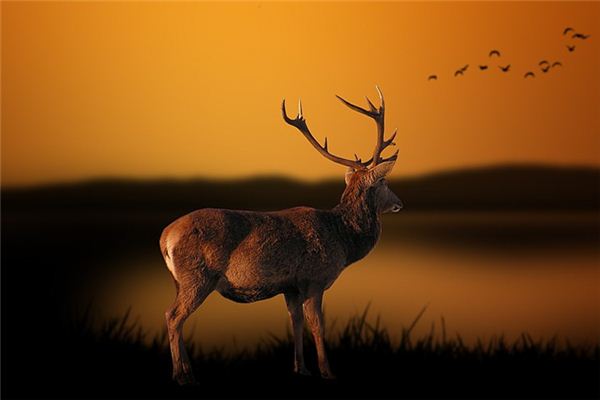 梦见獐是什么意思 梦见獐是什么意思