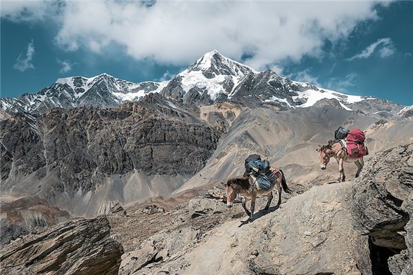 梦见骡子是什么意思 梦见骡子是什么意思