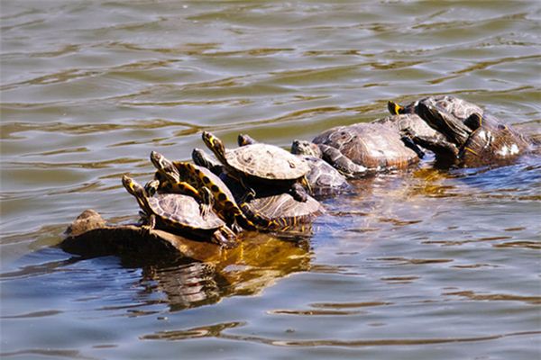 梦见王八是什么意思