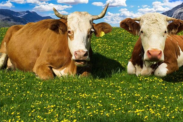 梦见奶牛是什么意思 梦见奶牛是什么意思