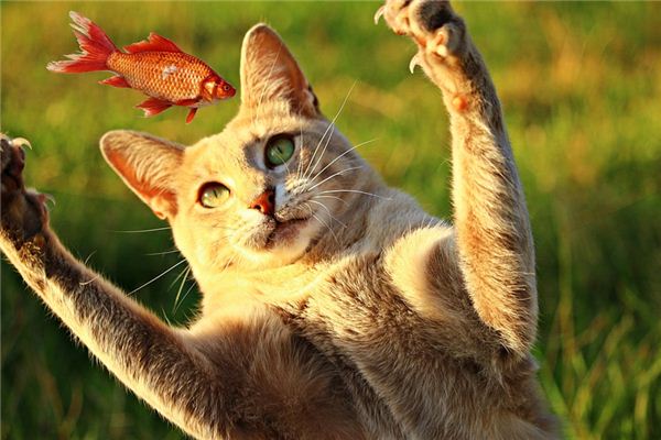 梦见打猎是什么意思 梦见打猎是什么意思