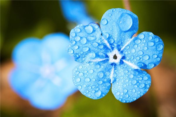 梦见朝露是什么意思 梦见朝露是什么意思