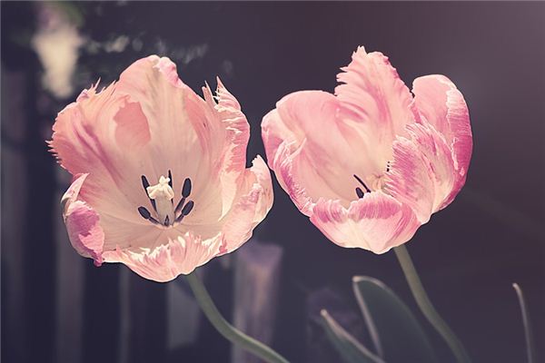 梦见春天是什么意思 梦见春天是什么意思